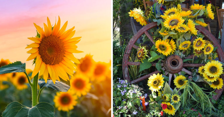 Tournesol caractéristiques et idées pour décorer avec cette belle