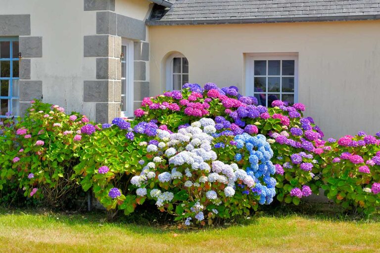 Ne N Gligez Pas Votre Hortensia La Fin Du Mois D Ao T Pr Parez Les