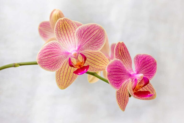 Bouturer Et Enraciner Une Orchid E Voil Une Petite Astuce Peu Connue