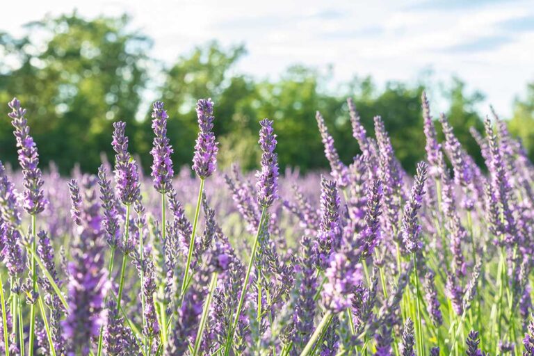 Comment Chouchouter Votre Lavande En Septembre Astuces De Jardinier