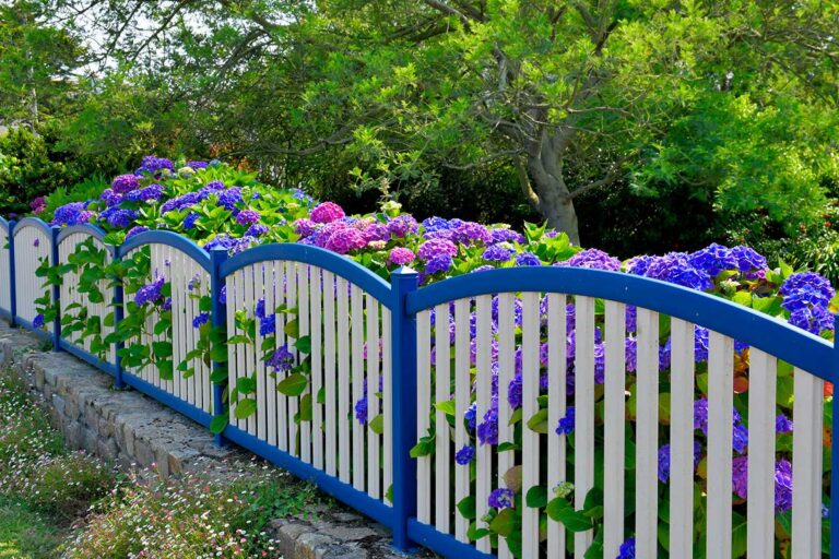 La Taille Des Hortensias Ce N Est Pas Toujours Le Bon Moment Voil