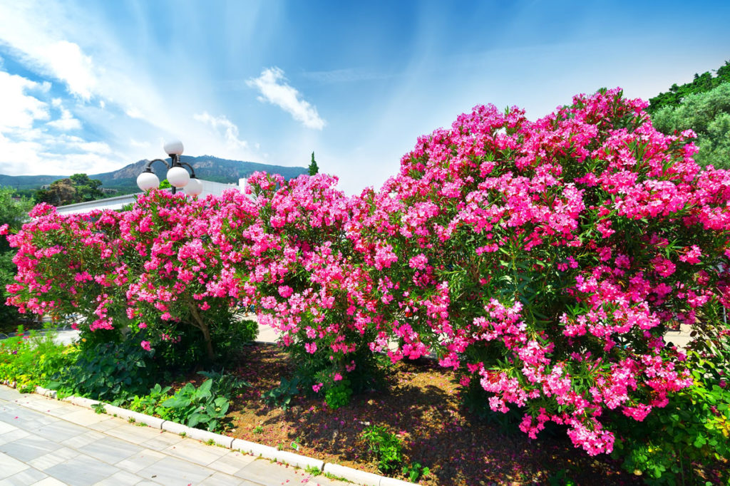 Le Laurier Rose Un Arbuste Aux Fleurs Magnifiques Pour Un Jardin