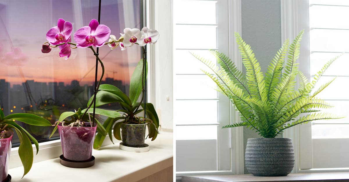 7 belles plantes anti-humidité qui combattent les moisissures et purifient  l'air de votre maison