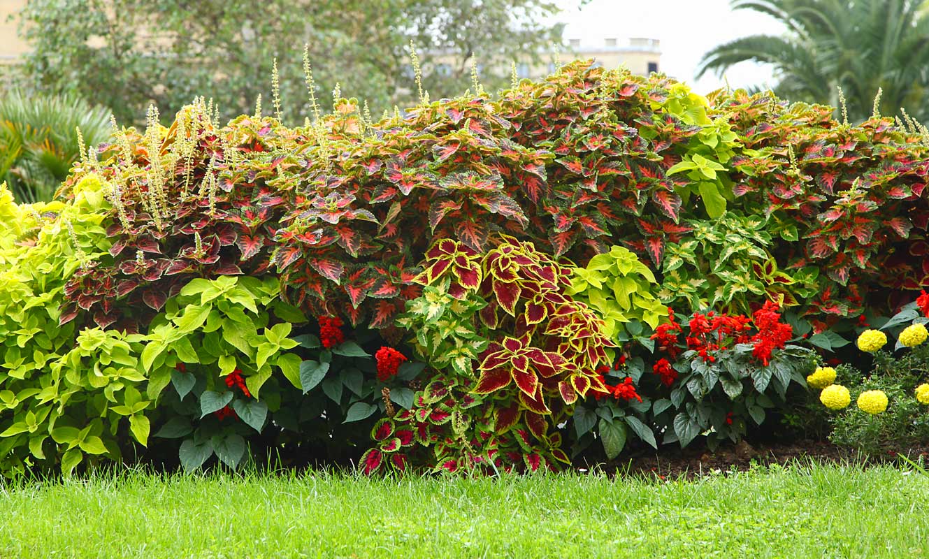 Coleus parterre de fleurs.