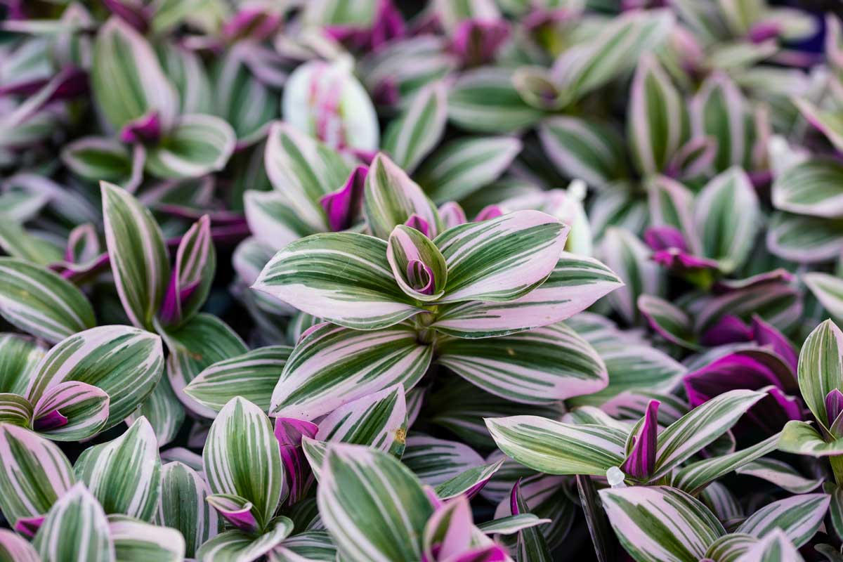 Tradescantia dans le jardin