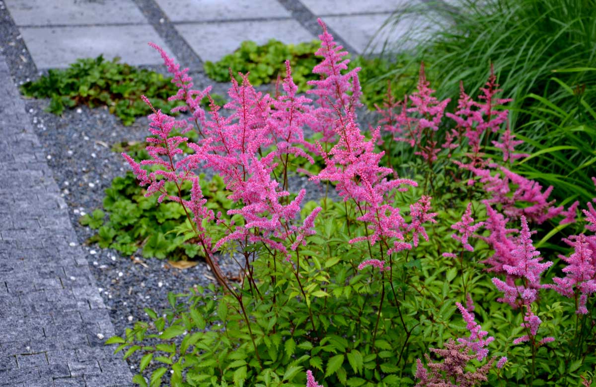 Astilbe