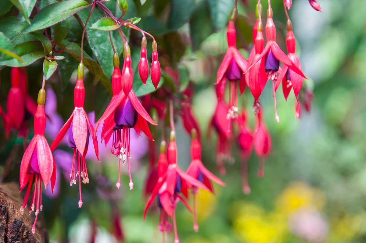 Fuchsia