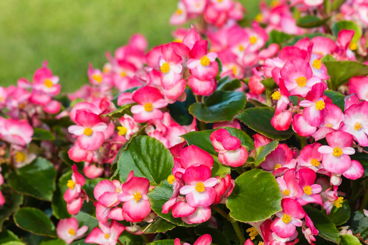 Begonia pour les plates-bandes ombragées.